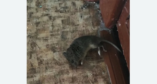 Дезинфекция от мышей в Севастополе